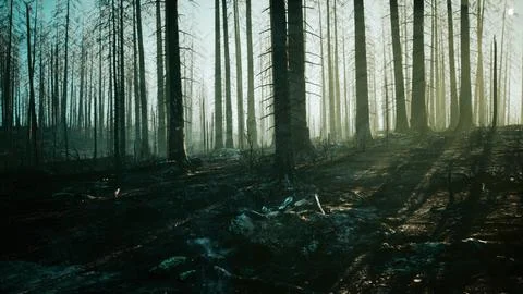 A devastated forest after a fire Stock Illustration