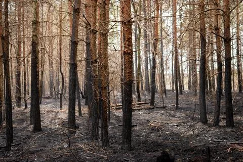 Devastated forest after forest fire Stock Photos