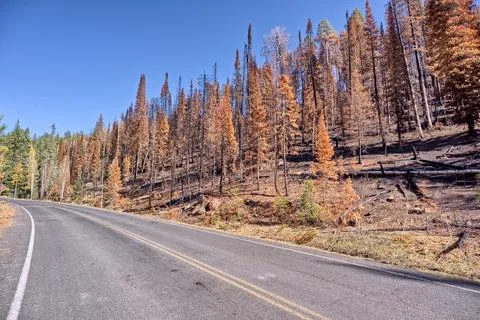 Devastated forest along Cape Royal Road in Grand Canyon North Rim after Dragon 写真素材