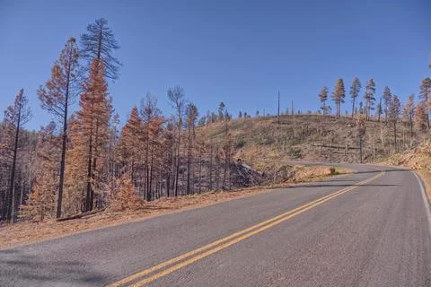 Devastated forest along Cape Royal Road shows impact of Dragon Bravo Wildfire in 写真素材
