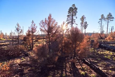 Devastated forest from the Dragon Bravo Wildfire at the North Rim region of the 写真素材