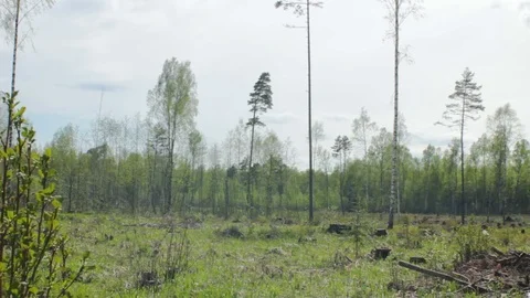 Devastated Forest Stock Footage 91270451