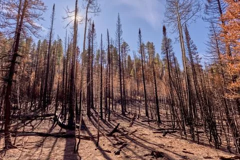 Devastated forest at Grand Canyon North Rim Arizona from Dragon Bravo Wildfire 写真素材