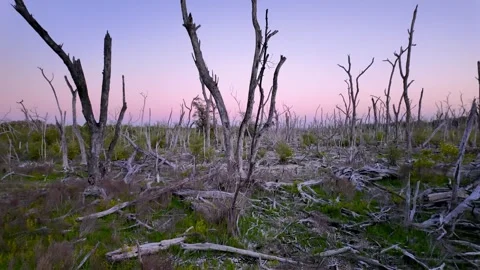 Devastated forest landscape with dead trees at sunset in Everglades Nationa.. Stock Footage 339231432