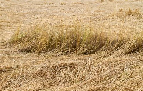Devastated grain crop Stock Photos