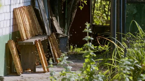 A devastated hive and empty honeycomb without honey with irritated bees. Stock Footage 219327784