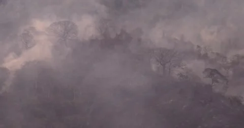 Devastated Landscape: Calcined Trees and Smoky Desolation after Wildfire Stock Footage 241179668