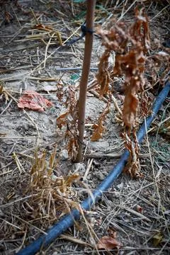 Devastated tomatoes as a result of long time drought Stock Photos