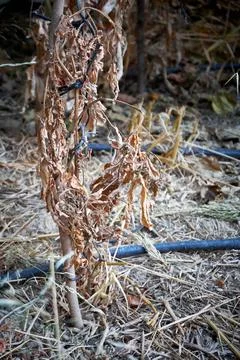Devastated tomatoes as a result of long time drought Stock Photos