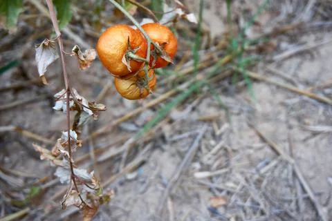 Devastated tomatoes as a result of long time drought Stock Photos
