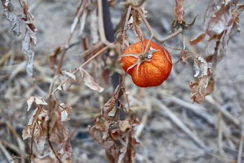 Devastated tomatoes as a result of long time drought Stock Photos