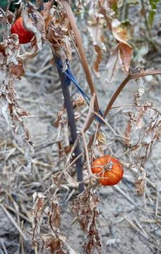 Devastated tomatoes as a result of long time drought Stock Photos
