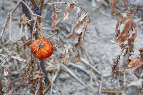 Devastated tomatoes as a result of long time drought Stock Photos