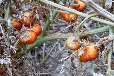 Devastated tomatoes as a result of long time drought Foto stock