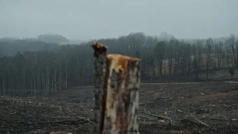 Devastating aftermath of a forest fire or deforestation Vídeo Stock 334101664