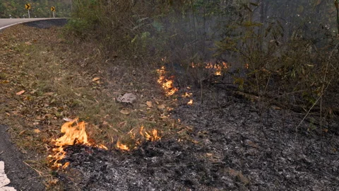 Devastating Blaze: Airborne Hazards Grip the Forest during the Dry Season as Stock Footage 243755706