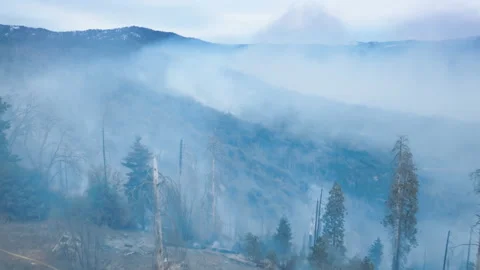 Devastating disaster for large sequoia trees 스톡 동영상 185194649