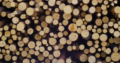 Devastating Effects of Deforestation on ... | Stock Video | Pond5