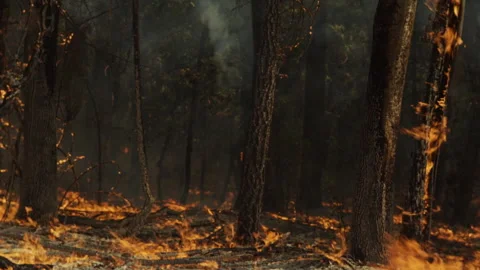 Devastating forest fire burning trees and ground Stock-Footage 332961933