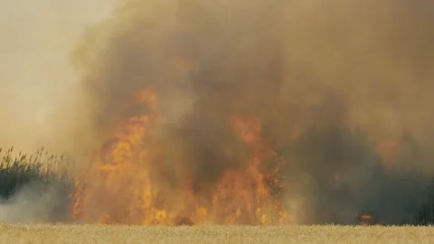 Devastating hot burning wildfire during scorching heat wave in dry summer Stock Footage 135288256