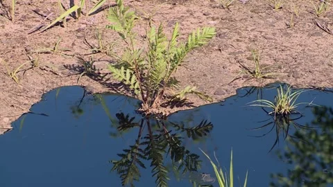 Devastating Oil Leak Disrupts Tranquility of the Forest Stock Footage 299995458