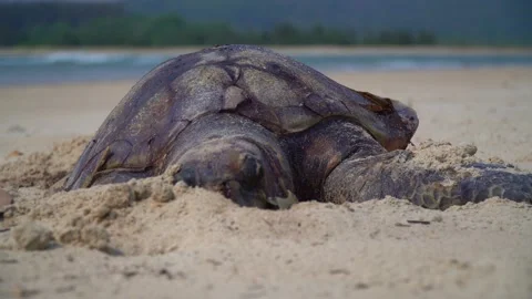 A Devastating Sight of Marine Life Vídeo Stock 236993885