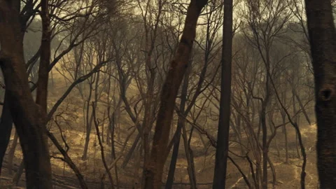 Devastating wildfire aftermath in a burnt forest Stockbeeldmateriaal 332962835