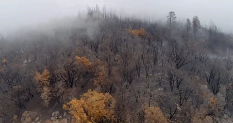 Devastating wildfire within Giant Sequoia Grove. Stock-Footage 107588220