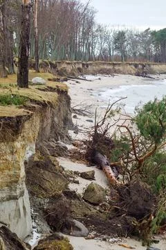 The devastation after the storm. Collapsed sea shores. Fallen damaged forest. Stock Photos