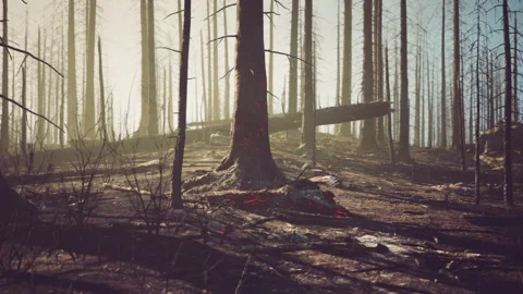 Devastation of a burned forest with charred trees and scattered debris 動画素材 331418744