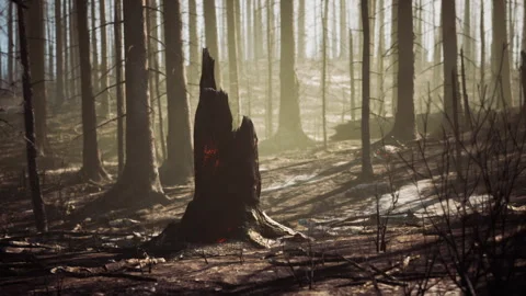 Devastation of a burned forest revealing charred remnants of trees 動画素材 331418743