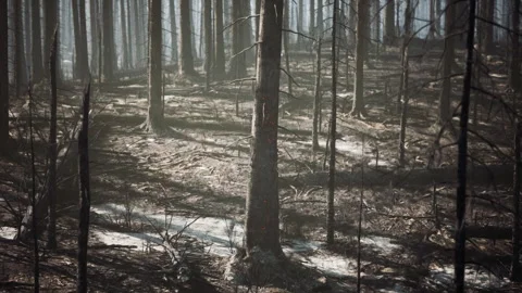 Devastation of a burned forest revealing charred trees and ash covered ground 動画素材 331419076