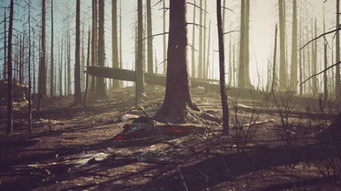 Devastation of burned forest reveals stark beauty in ash and light 動画素材 331418738