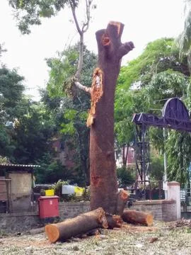 The devastation caused due to cutting of the tree Photos