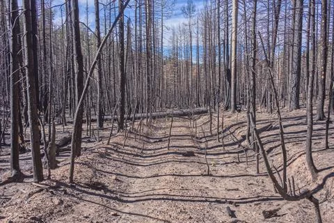 Devastation of forest after Dragon Bravo Wildfire at Grand Canyon North Rim in 写真素材