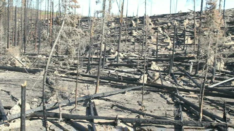 Devastation Of Forest Fire Video stock 854966