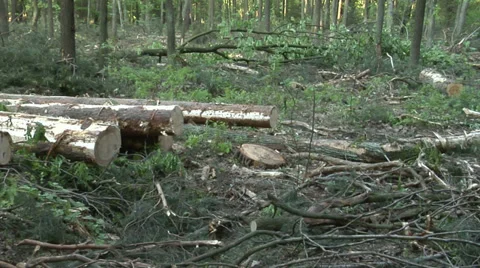 Devastation of forest by the logging industry 2 動画素材 39064022