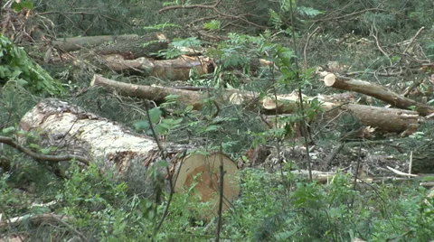 Devastation of forest by the logging industry 2 스톡 동영상 39194509