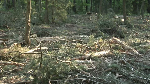 Devastation of forest by the logging industry Stock Footage 39053921