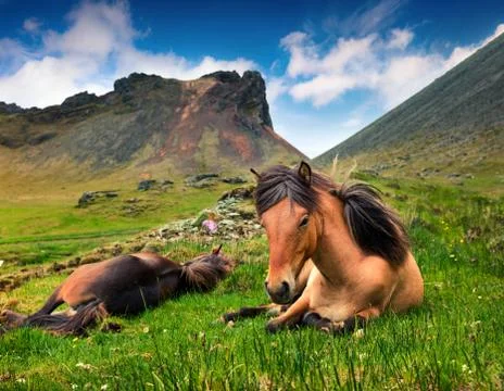 Developed from ponies - Icelandic horses. Stock Photos