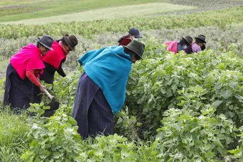  Developing aboriginal Indigenous women working in a quinoa field in San J... Foto stock