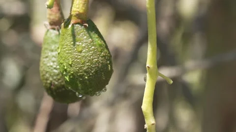 Developing avocados on tree around thirty percent growth in Peru 4K 스톡 동영상 348118719