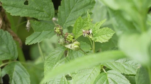 Developing Blackberry Fruits on Shrub - 4K Wildlife Slow Motion Shot Stockbeeldmateriaal 336271897