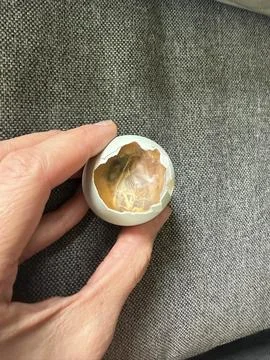 Developing Chick Embryo Inside Cracked Egg Stock Photos