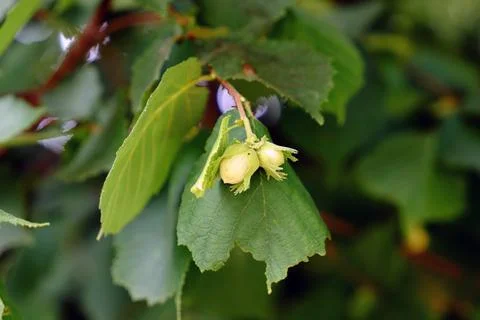 Developing common hazel tree (Corylus avellana) fruit growing outdoors  Foto stock