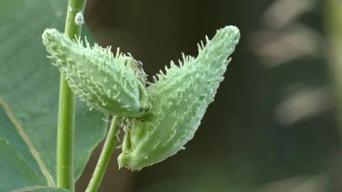 Developing Common Milkweed seed pods, Eastern USA Video stock 340416922