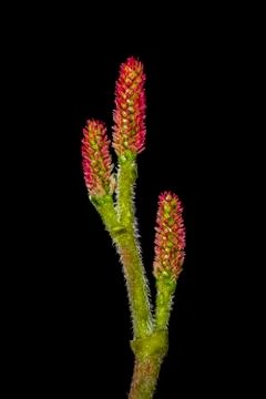 Developing cones of an Eastern Hemlock on a black background Stock Photos