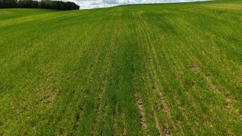 Developing Crop Field – Forward Flight Along Mid‑Season Planting Lines 動画素材 334576177