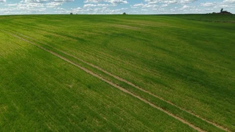 Developing Crop Field – Forward Rise Over Mid‑Season Green Growth Video stock 334574481