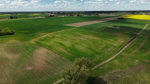 Developing Crop Field – Parallax Left Flight Across Mid‑Season Green Growth Vidéo 334573488